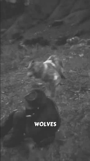 This Simple Trick Saves You From Wolves Every Time in RDR2…