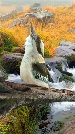 31K views · 1K reactions | 藍 Kookaburra Show Time! Have you ever heard the unmistakable call of a kookaburra? It's a delightful slice of Aussie life! ✨ : @Lyn D. Cagais #animals #australia #aussielife #travel #nature #kookaburra #birds | Aussie Life | Facebook