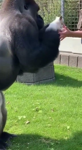 Entrusting Life: Oh No, Just Entrusting the Kitten Safely