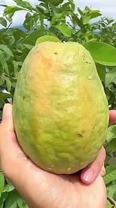 9.5K views · 23 reactions | Ổi ruby E sẵn giống ship toàn quốc. #65k/1 cây giống. Cho quả sau 8 thâng trồng. | Nhà Vườn Thiệp Hường | Facebook