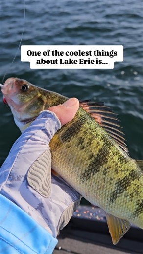 50% of the total fish in the Great Lakes live in Lake Erie. Yes, you read that right. The shallowest and most fertile of all the Great Lakes, it sports a tremendous fishery for perch, walleye, bass, steelhead trout, and lake trout (to name a few). It's ok to love Erie 😁. #BigFatBassGuideService #LakeErieFishing | Destin DeMarion