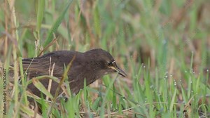 A young common starling stands on a lawn in green grass and feeds. The bird uses its beak to obtain food. Close up.