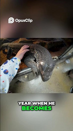 MEET THE BLACK THROAT MONITOR: LAZY LIZARD'S MATING SEASON REVEALED! #shorts #reptiles #lizard