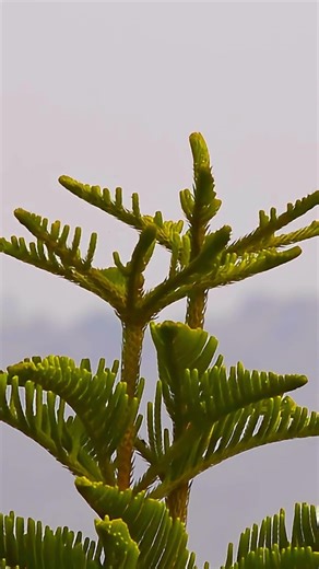 Cute Bird Nightingale On Tree birds shorts asmr relaxation nature