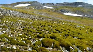 Antarctica’s icy landscape turns green: Climate change triggers unprecedented transformation in the frozen continent - BusinessToday