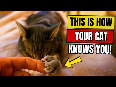 Your Cat Can’t Recognize Your Face – Here’s How They Still Know Exactly Who You Are