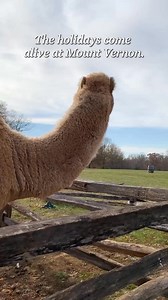 20 reactions · 14 shares | Visit George Washington's estate this holiday season! Meet our annual guest, Aladdin the camel, watch chocolate-making demonstrations, and hear holiday music performed by our fifer. Mount Vernon is open daily, including on Christmas Day. | George Washington's Mount Vernon | Facebook