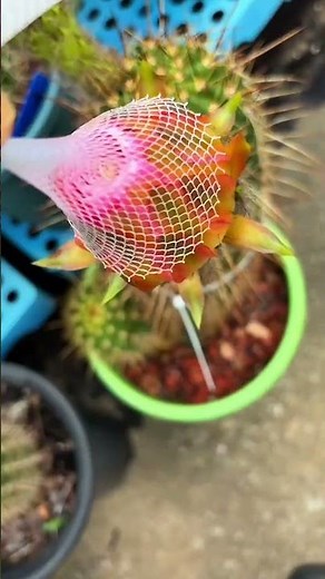 Breathtaking Cactus Flower Blooming! 🌸✨