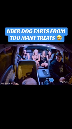 Our rating went down 😭😆 #dogsofinstagram #uberdog #70mai | The Uber Dog