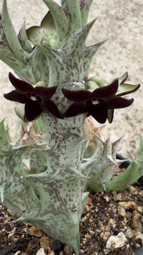Orbea decaisneana 🌵⭐ Aquela suculenta “diferentona” que conquista pela forma… e surpreende na floração! Ela cresce em hastes carnudinhas, formando touceiras lindas, e quando está bem, solta flores em formato de estrela, bem exóticas. ✅ Cuidados que fazem ela ir pra frente: • Luz: muita claridade e solzinho da manhã. Se pegar sol forte da tarde, só com adaptação e observando pra não queimar. • Rega: pouca água. Regue só quando o substrato estiver bem seco. No frio, quase nada. • Substrato: bem d