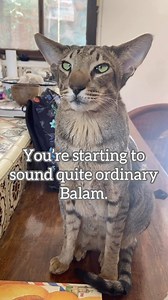 95K views · 9.9K reactions | When Balam started losing his English...