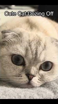 ASMR - Cute Cat trying to doze off 😴 #kikicutekitty #asmr #sleepycat #lazycat #scottishfold #fyp