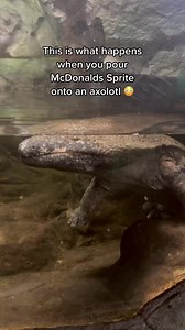 Follow @emilywithanimals on IG for more 🐸💖 #salamander #amphibian #animals | Emily With Animals