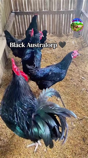 Black Australorp: A Heritage Chicken Delight