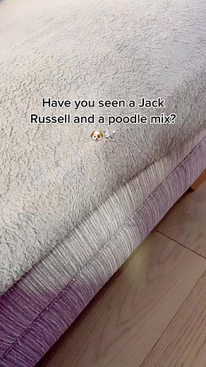 #dogsofttiktok #jackrussell #poodle #mix #houseoftiktok #fyp