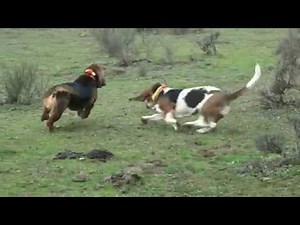 Basset Hound Pack (jauria) of Topsfield Lebrera (Spain - Espana) 5