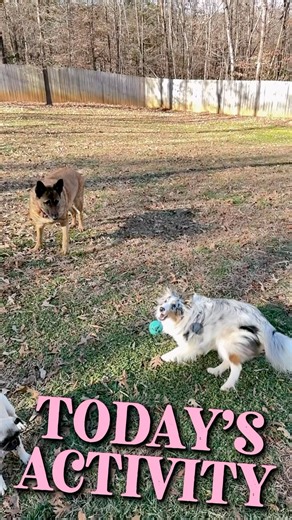 Today’s Activity: Chuck & Charlie Burn Off Energy in the Backyard 🐕🎾 #activitypack #dog