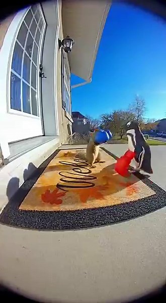 squirrel vs Penguin 🥊 | The Cutest Boxing Match Ever