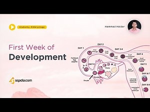 First week of Development | Embryology Lecture | Medical V-Learning Courses Platform