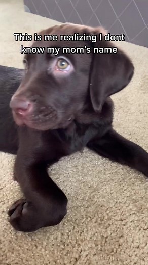 So what is her name? she never told me? #labpuppy #doglife #dogproblems #chocolatelabrador #dogprobs #dogpov #chocolatelab