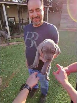 Large blue brindle male Cane Corso