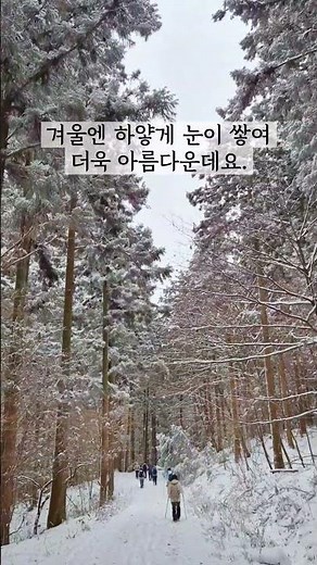 [#트래블숲] 여기 한국 맞아? 겨울에 떠나면 좋을 여기는! 장성 축령산