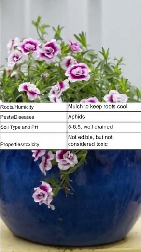 How to Grow Calibrachoa