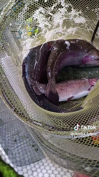 ribalka_tulpar (@ribalka_tulpar)’s videos with оригинальный звук - ribalka_tulpar