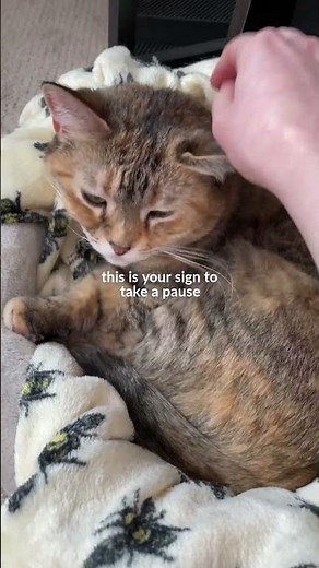 Take a Zesty Pause With Your Bestie 🐱