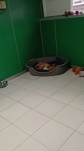 Gizmo snoring away in his comfy bed which is over underfloor heating to keep him nice and toastie ❤️😴 | Pennine Pen Animal Rescue