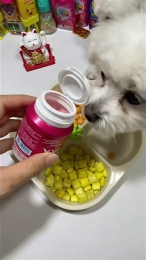 🐶 Dog Wants to Play… Then a Rainbow Gummy Appears! 🌈🍬😱