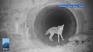 VIDEO: Bay Area coyote, badger hunting & playing together goes viral