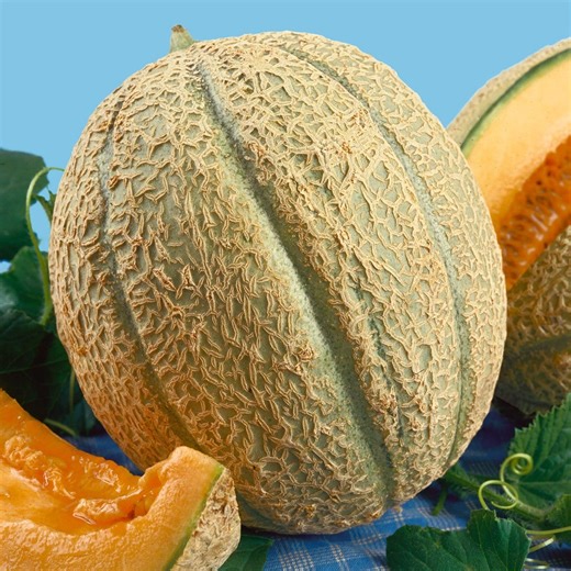 Schoon's Hard Shell Muskmelon Seeds: Heirloom, Open Pollinated - Etsy