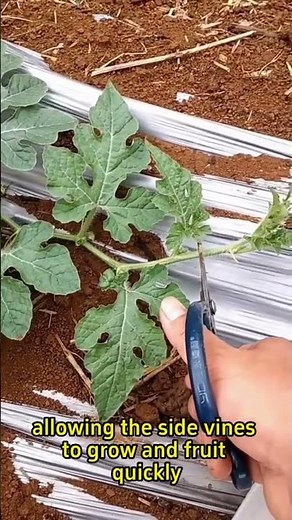 Watermelon Plant Growing Time Lapse – Seed to Fruit in 110 Days