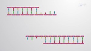Video: Restriction Enzymes