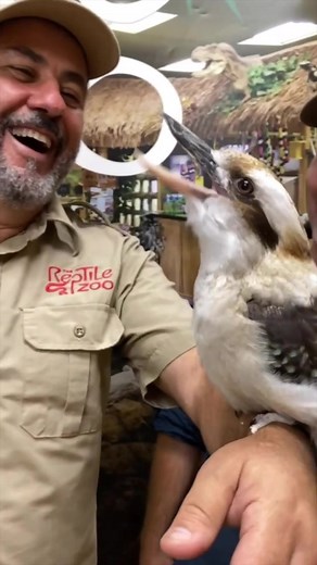 Contagious Laughter: Kookaburra Bird’s Hilarious Sounds