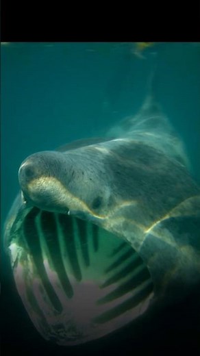 O Gigante dos Oceanos Tubarão Frade.
