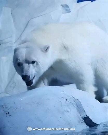 🔴 Pizza, l'orso polare più triste del mondo, è ancora prigioniero. Lo abbiamo visto con i nostri occhi, per la prima volta nel 2017, chiuso in una teca di vetro nel centro commerciale Grandview Mall di Guangzhou. Un orso polare, senza luce naturale, senza stimoli, circondato da visitatori che scattavano selfie. Un simbolo vivente della crudeltà di un certo intrattenimento. Nel 2016 la sua storia aveva già fatto il giro del mondo, scatenando un’ondata di indignazione e petizioni internazionali. 