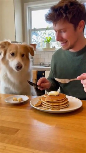 Human vs Dog Eating Contest – This Got Out of Control 😱
