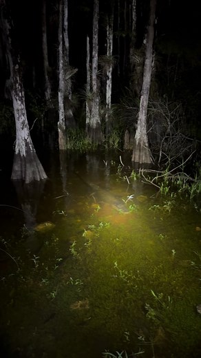 What lurks underneath the swamp?! | Youngpageviews
