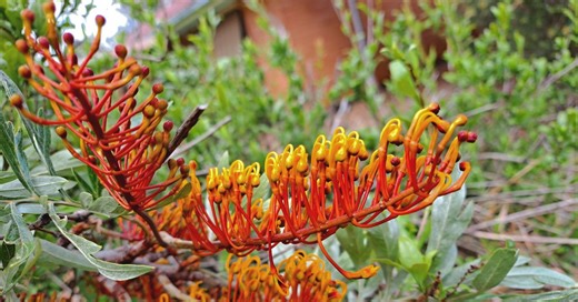 The best native plants for flowers, colour and ground cover in winter