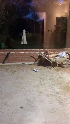 #fox #cat #swipernoswiping #sneaky #missionimpossible