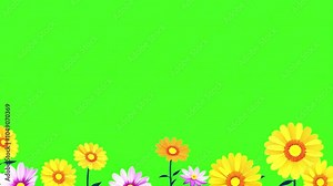 Colorful spring flowers on green screen. orange pink daisies. Floral frame animation on green screen. Floral frame animation with key color. Women's day, Valentine's Day, and Wedding day frame