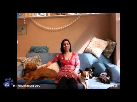 ALPHA ROLL your dog the right way