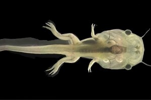 165K views · 183 reactions | Jurassic frog? Discover why these...