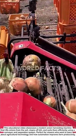 High-Speed Onion Harvester – Amazing Modern Farming Technology!
