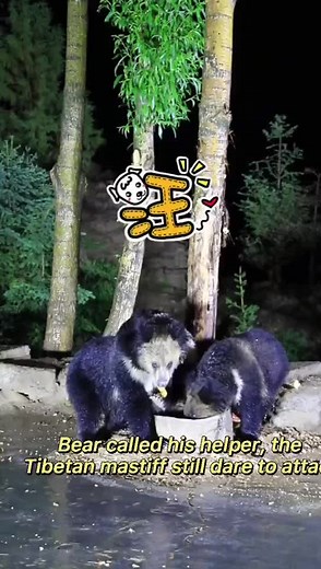 Ancient Mastiff on TikTok