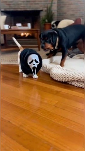 When the puppy becomes the horror movie hero