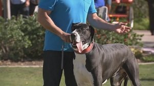 Cesar Millan's Dog Nation: Season 1 Episode 2 Borderline K9s