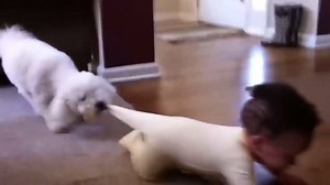 1.2M views · 12K reactions | Cute dogs and babies! What else could you ask for? | Pawstruck.com | Facebook